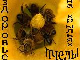 19 августа в п. Ильинское пройдет второй районный фестиваль меда "Здоровье на крыльях пчелы".